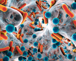'bacteria in mouth'